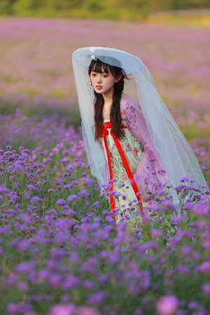 春花厌电视剧免费观看